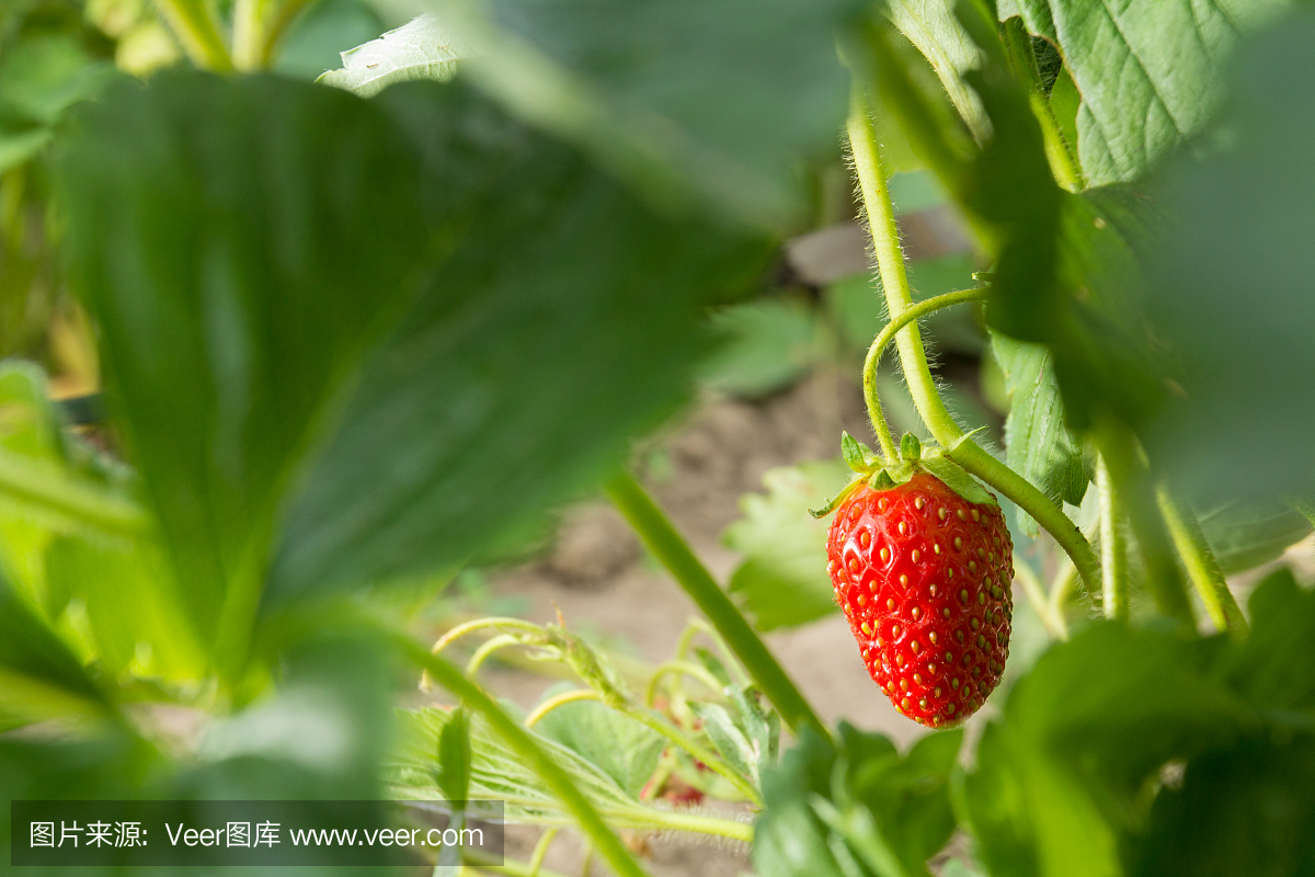 非常美味的草莓。草莓作物。紅色,多汁,大漿果。香甜可口的漿果。