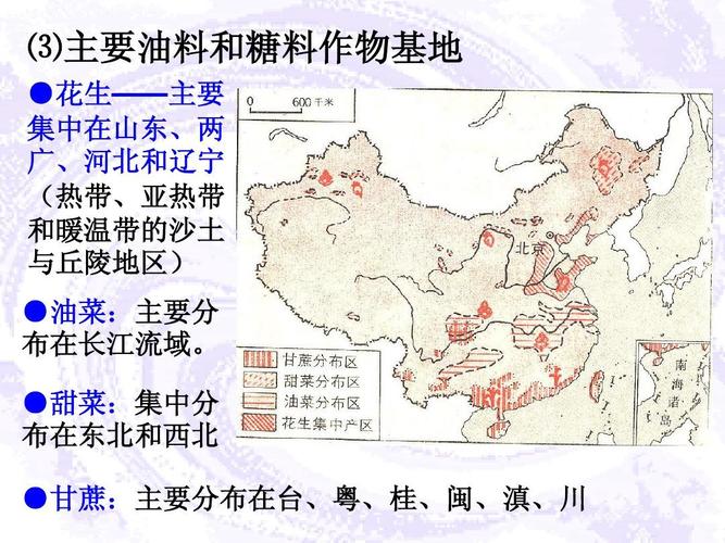 第六講:中國農(nóng)業(yè)ppt 高中地理 課件 圖文并茂 ⑶主要油料和糖料作物
